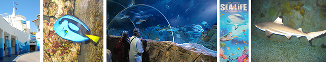 Sealife aquarium Benalmadena